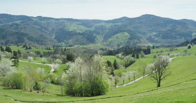 Grüne Hügel, blühende Wiesen an den Hängen des Zeller Blauen. Die kurvenreiche Straße nach Zell im Wiesental mit Blick von Gersbach auf den Gipfel der Hohen Möhre
