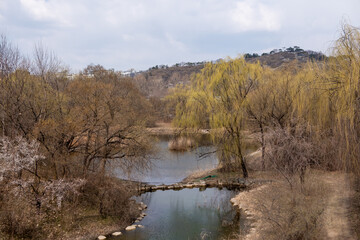 View of trees along the lake in early spring in Seoul Forest, South Korea