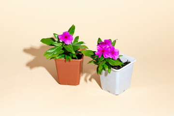 Two pink flowers in flower pots on a beige background. Home garden. Shadow. isometry - 785552682