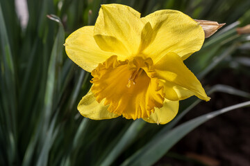 Fototapeta premium Daffodil. Narcissus flower. Plant care, floriculture.