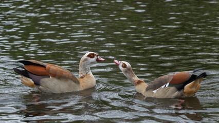 In spring a male and female Nile or Egyptian goose (Alopochen aegyptiaca) stay together - 785553624