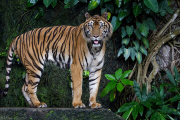 Close up Indochinese tiger is beautiful animal and dangerous in forest