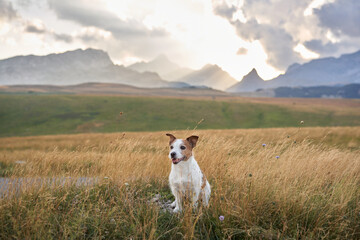 Dog sits amid wild grass with mountains backdrop. A serene Jack Russell Terrier enjoys the vastness of a highland prairie at dusk