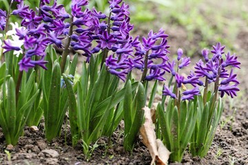 blooming purple hyacinths in a flower bed close-up in spring