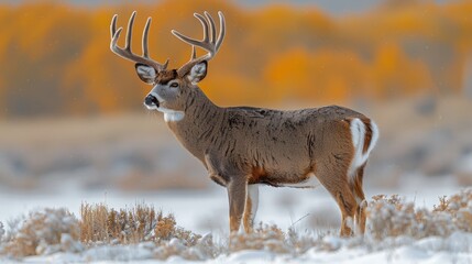   A deer, nose close-up, stands against a backdrop of a wintry field covered in snow Trees line the distant background