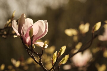 Fototapeta premium Printemps de Paris, France