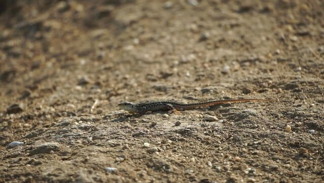 A lizard is laying on the ground in a rocky area. The lizard is small and brown. The image has a calm and peaceful mood.