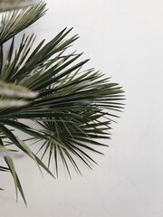Tropical exotic palm tree leaves over white wall. Floral pattern