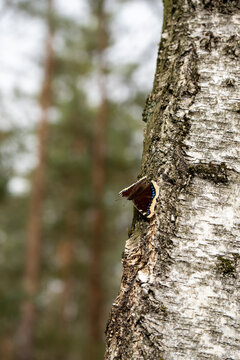 Trauermantel (Schmetterling) auf einer Birke