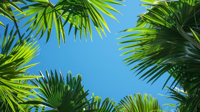 Tropical Leaves: A photo showcasing vibrant green palm leaves against a clear blue sky