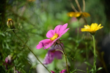 Zarte rosa Bl&uuml;te und gelbe Akzente im Sommergarten