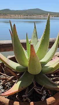Aloe vera can be used as medicine