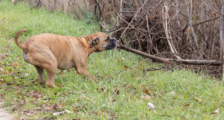 Grip of Glee: A Pet Boxer Dog And A Outdoor Adventure.  Dog Pulling On A Branch on A walking Trail....