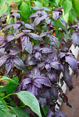 Purple basilic plantation. Close up on organic fresh purple basil leaves. Close-up.