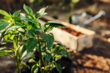 Chili plants are in bags of dirt on the ground, waiting for gardeners to plant them.