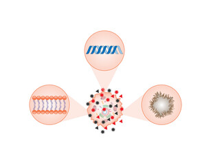 Oxidative stress. Free radicals cause oxidation of the cellular membrane proteins and lipids, and damage of the cellular components. vector illustration