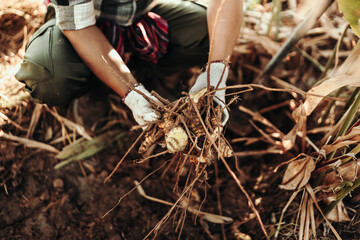 The gardener holds galangal in his hand.