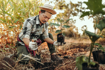 A gardener is planting a tree in the ground in the garden.