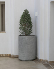 decorative tree in a vase