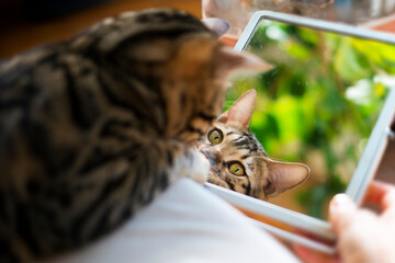 ベンガルの子猫が鏡を見る