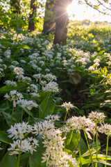 Bear garlic blooming in the forest, lit by the setting sun