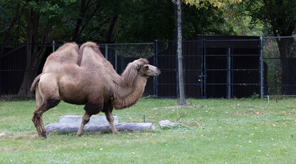 Camel in the zoo, Gentle Giant. The Camel's Domain.  Photography.