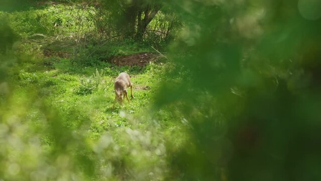 A little deer is grazing in a lush green field