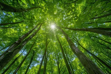 Fototapeta premium Sunlight filtering through trees in forest