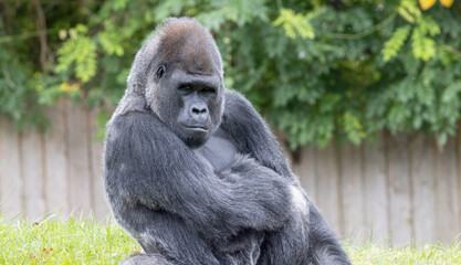 Gorilla, Silent Thoughts: The Serene World of a Silverback.  Photography.