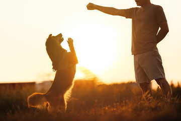 dog happy jumps and grabs dog treats on his owner's hand on the grass during the sunset. Pet family, Food, snacks concept.