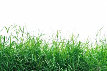 Beautiful green grass field with white background. Vibrant green grass against a pure white background, offering a natural texture.