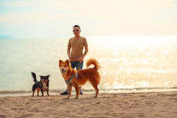 Dog walking on the beach with owner. dog, pet, family concept.