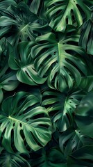 exotic greenery with detailed texture of tropical monstera plant leaves