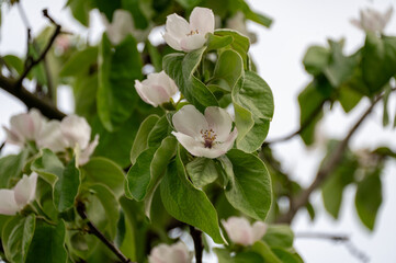 white apple tree flowers