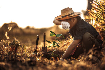 A gardener is planting a mango tree in the garden. - obrazy, fototapety, plakaty