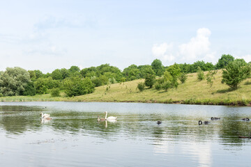 Summertime, a pair of adult swans with chicks swim on the lake