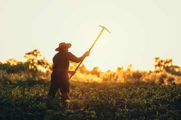 Cassava farmers are digging in the middle of their fields during sunset.