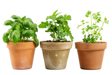 Terracotta Herb Pots Isolated on White Background