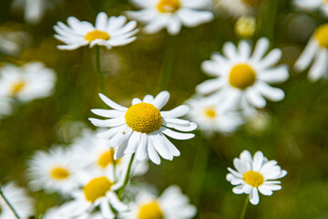 Chamomile flowers in the sunlight.
