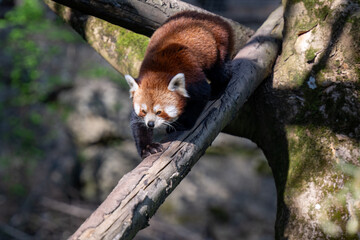 RED PANDA (AILURUS FULGENS)