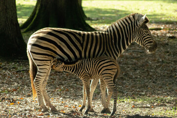 Maman zèbre et bébé zèbre