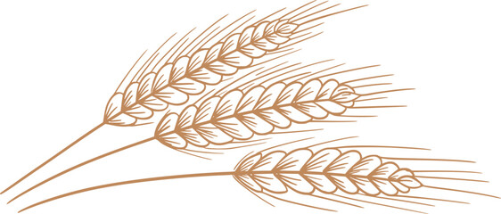 Wheat spikelets - 785574054
