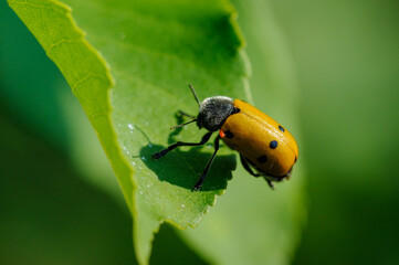 Leaf beetle - Lachnaia sexpunctata on a leaf in Devinska Kobyla Nature Reserve, Slovakia