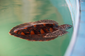 Meeresschildkröten Jungtiere Aufzucht Schutz Forschungsstation