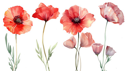 Fototapeta premium Collection of poppy flowers watercolor cutout png isolated on white or transparent background 