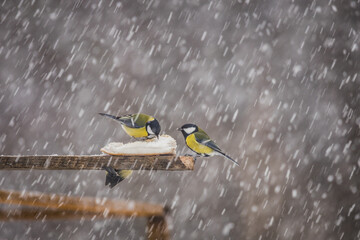 bird titmouse in winter feeding fat from the feeder