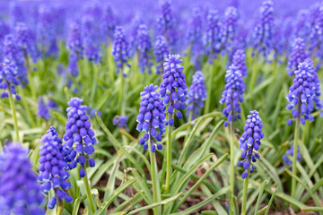Spring flowers of muscari armeniacum in a flower bed