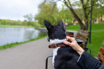 Walking pets. Dog basenji sits next to owner on park bench and looks away from camera towards lake
