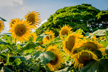 Sunflower Flower