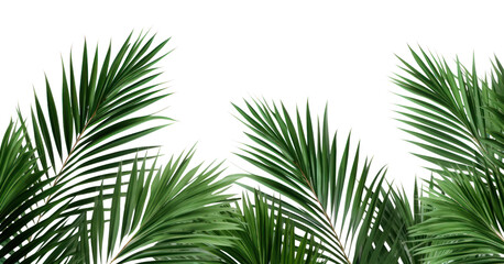 PNG Palm leaves backgrounds vegetation outdoors - obrazy, fototapety, plakaty